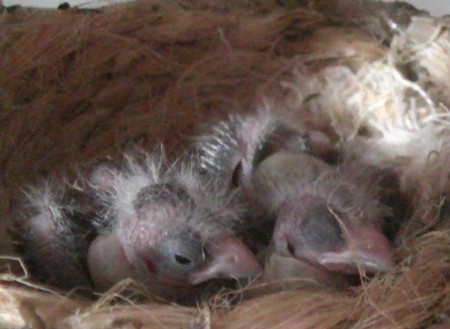 opaal 8 dagen oud, 1 heeft al oogjes open 